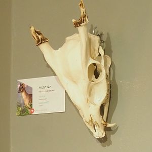 Museum - Reeves's muntjac skull, 2023-08-17