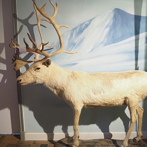 Museum - Reindeer bull taxidermy, 2023-08-17