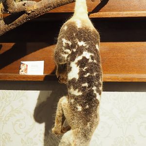 Short-tailed spotted cuscus (Spilocuscus maculatus) taxidermy, 2023-08-17