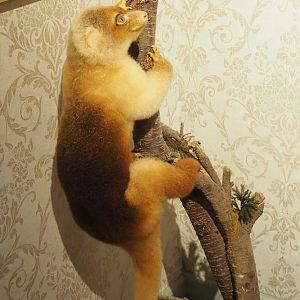 Short-tailed spotted cuscus (Spilocuscus maculatus) taxidermy, 2023-08-17