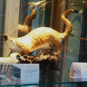 Museum - African white-bellied tree pangolin taxidermy, 2023-08-17