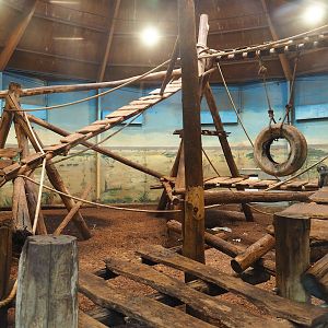 Mandrill indoor exhibit, 2023-08-17