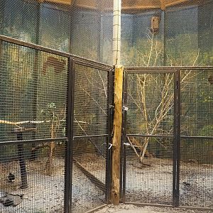 Nicobar pigeon and Red-crested turaco aviary in the Africa house, 2023-08-17