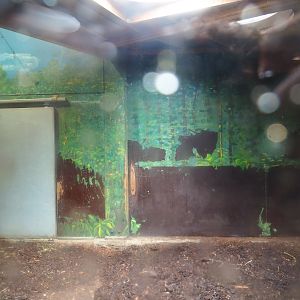 Mountain bongo indoor paddock, 2023-08-17