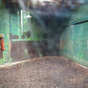 Mountain bongo indoor paddock, 2023-08-17