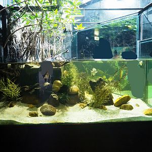Banded archerfish and Atlantic mudskipper exhibit, 2023-08-17