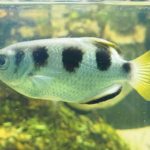 Banded archerfish (Toxotes jaculatrix), 2023-08-17