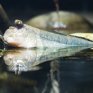 Atlantic mudskipper (Periophthalmus barbarus), 2023-08-17