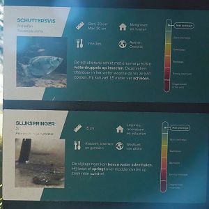 Examples of aquarium signage for Banded archerfish and Atlantic mudskipper, 2023-08-17