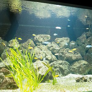 African cichlid tank, 2023-08-17