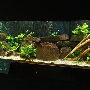 South American tank, 2023-08-17