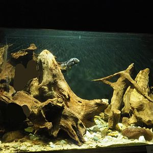 Convict cichlid tank, 2023-08-17