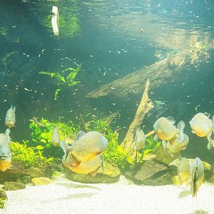 Red-bellied piranha and Guppy tank, 2023-08-17