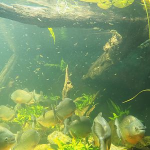 Red-bellied piranha and Guppy tank, 2023-08-17