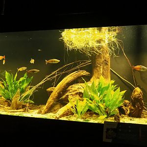 Rainbowfish tank, 2023-08-17