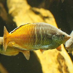 Boeseman's rainbowfish (Melanotaenia boesemani), 2023-08-17