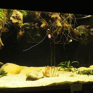 Mangarahara cichlid (Ptychochromis insolitus) tank, 2023-08-17