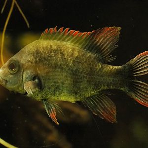 Mangarahara cichlid (Ptychochromis insolitus), 2023-08-17