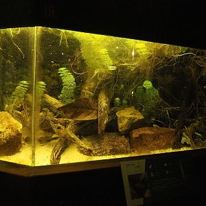 Tequila splitfin tank, 2023-08-17
