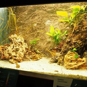 Princess of Burundi (Neolamprologus brichardi) and Dwarf lake Synodontis (Synodontis petricola) tank, 2023-08-17