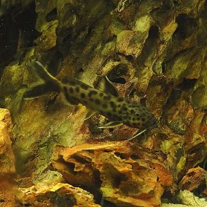 Dwarf lake Synodontis (Synodontis petricola), 2023-08-17
