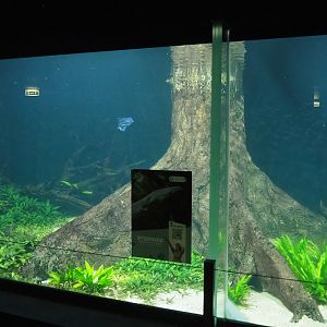 Electric eel tank, 2023-08-17