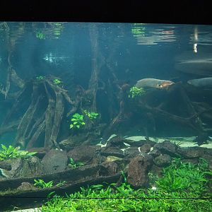 Electric eel tank, 2023-08-17