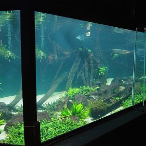 Electric eel tank, 2023-08-17