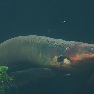 Electric eel (Electrophorus electricus), 2023-08-17