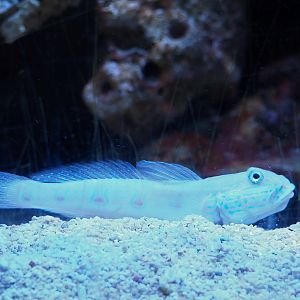 Orange-spotted sleeper-goby (Valenciennea puellaris), 2023-08-17