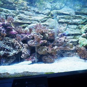 Banggai cardinal, Orange-spotted sleeper-goby and Marine invertebrate tank, 2023-08-17