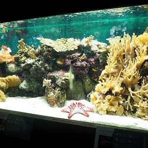 Lyretail Anthias, Red knob sea star and Cnidarian tank, 2023-08-17