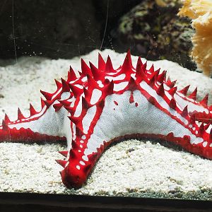 Red knob sea star (Protoreaster lincki), 2023-08-17