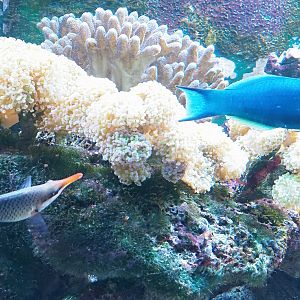 Bird wrasses (Gomphosus varius), 2023-08-17