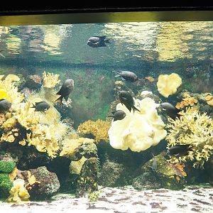 Spiny Chromis, Yellow tang, Barred spinefoot and Longhorn boxfish, 2023-08-17