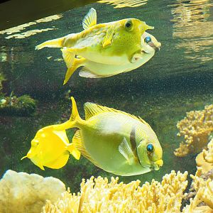 Barred spinefoot (Siganus doliatus)and Longhorn boxfish (Lactoria cornuta), 2023-08-17