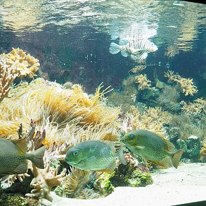 Orange-spotted spinefoot, Red lionfish and Sea anemone tank, 2023-08-17