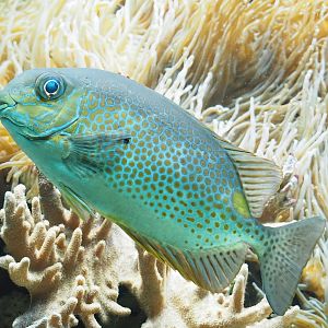 Orange-spotted spinefoot (Siganus guttatus), 2023-08-17