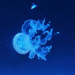 White-spotted jellyfish (Phyllorhiza punctata), 2023-08-17