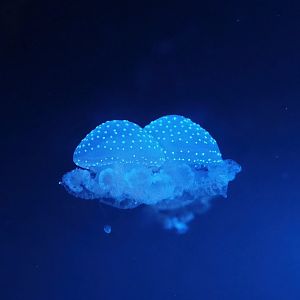 White-spotted jellyfish (Phyllorhiza punctata), 2023-08-17