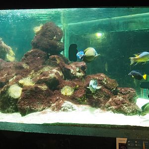 Bamboo shark, Surgeonfish, Hogfish and Porcupinefish tank, 2023-08-17