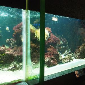 Bamboo shark, Surgeonfish, Hogfish and Porcupinefish tank, 2023-08-17