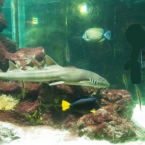 Brown-banded bambooshark (Chiloscyllium punctatum), Desjardin's Sailfin Tang (Zebrasoma desjardinii) and Yellowtail tang (Z. xanthurum), 2023-08-17