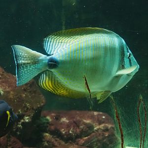 Desjardin's Sailfin Tang (Zebrasoma desjardinii), 2023-08-17