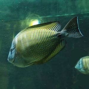 Desjardin's Sailfin Tang (Zebrasoma desjardinii), 2023-08-17