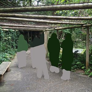 Cinereous vulture, King vulture, Red kite and White-naped crane aviary, 2023-08-17