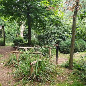 Cinereous vulture, King vulture, Red kite and White-naped crane aviary, 2023-08-17