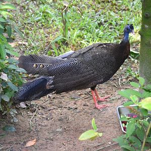male Great Argus (Argusianus argus)