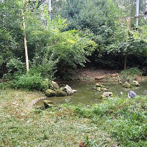 Cinereous vulture, King vulture, Red kite and White-naped crane aviary, 2023-08-17