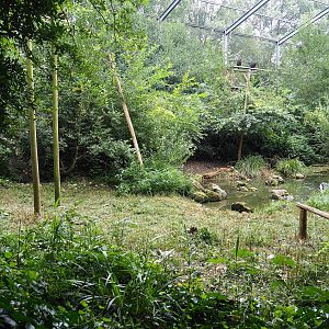 Cinereous vulture, King vulture, Red kite and White-naped crane aviary, 2023-08-17